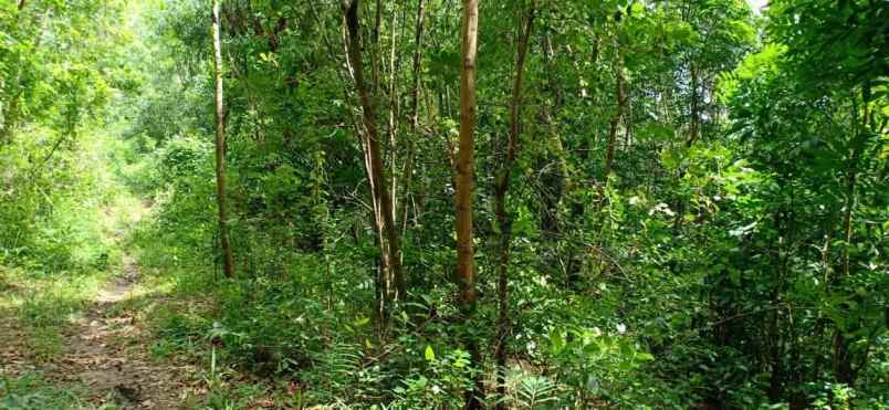 tanah kerjo karanganyar