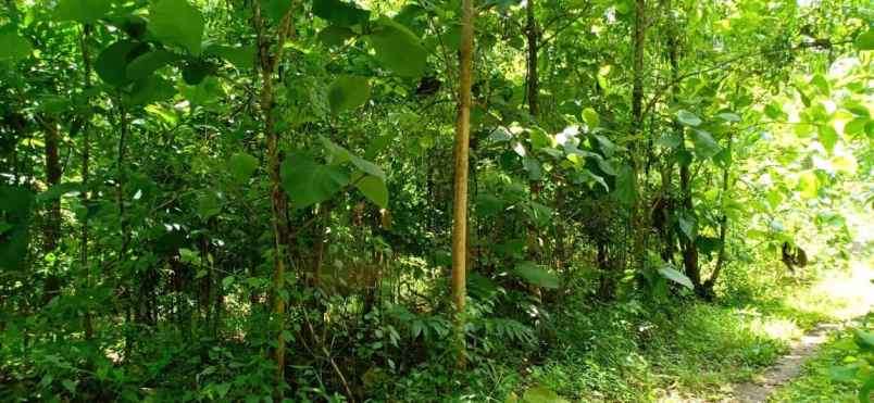 tanah kerjo karanganyar