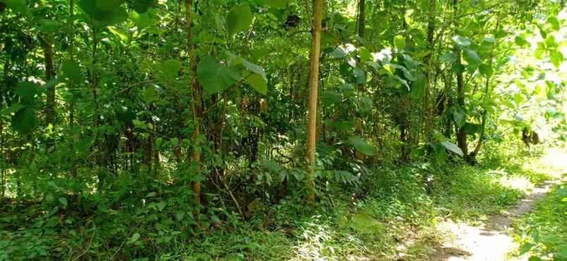 tanah kerjo karanganyar