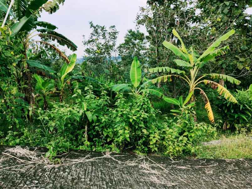 tanah kerjo karanganyar
