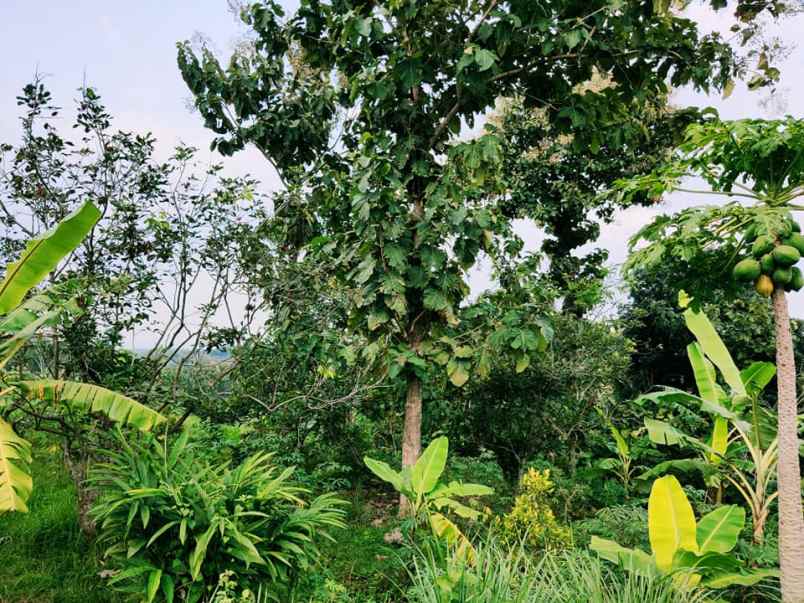 tanah kerjo karanganyar