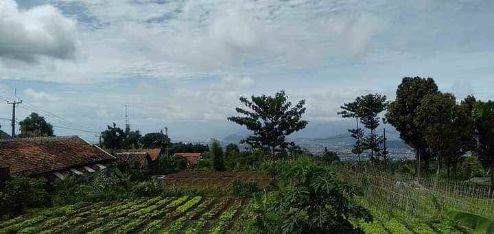 tanah kolonel masturi