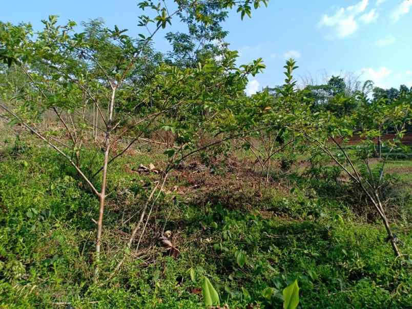 tanah mojogedang karanganyar