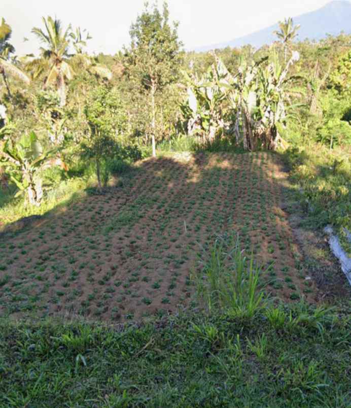 tanah sawah zona hijau di canggu babakan bali