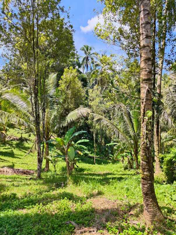 tanah view sungai kecil dekat puri dajuma tabanan bali