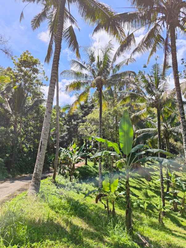 tanah view sungai kecil dekat puri dajuma tabanan bali