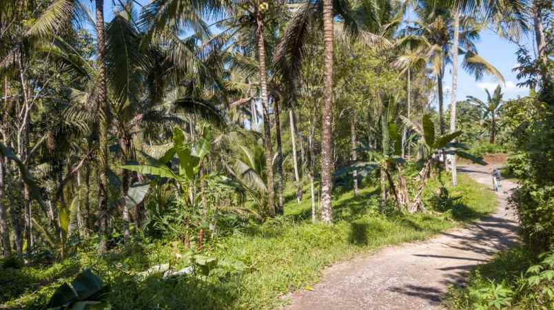 tanah view sungai kecil dekat puri dajuma tabanan bali