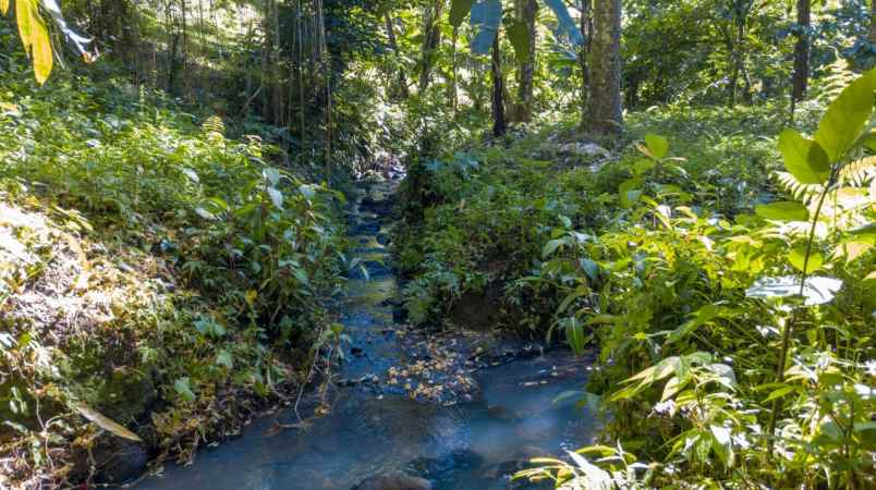 tanah view sungai kecil dekat puri dajuma tabanan bali