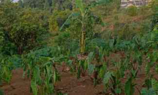 Tanah Dijual di Jl Tajur halang Cijeruk Bogor