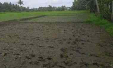 Dijual Cepat Sawah di Desa Gendoh, Sempu Banyuwangi