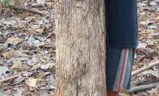 Dijual Kayu Pohon Jati 83 Unit