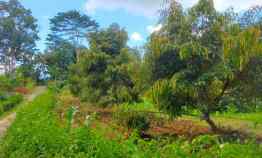 Dijual Kebun Durian 3512m Karangpandan Karanganyar