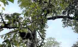 Dijual Kebun Durian Bonus Rumah Joglo Karanganyar