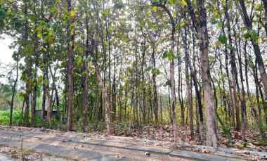 Dijual Kebun Jati Murah 39rb/m Sragen