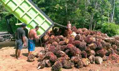 Dijual Kebun Sawit Produktif 700 Hektar Shm