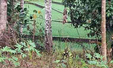dijual lahan kebun view sawah di desa lumbung