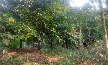 Dijual Murah Tanah Kebun Manggis di Jasinga