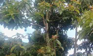 Rumah Plus Kebun Jeruk Apukat.durian di Malang Madewo Apples