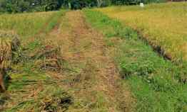 Dijual Sawah Produktif 1322m Kerjo Karanganyar