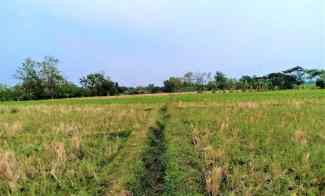 Dijual Sawah Subur 225 juta Kedawung Sragen
