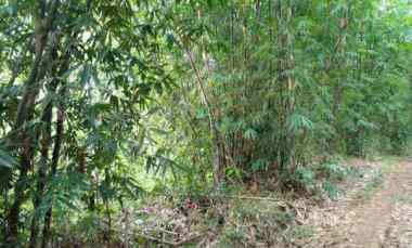 Dijual Tah Kebun sudah SHM