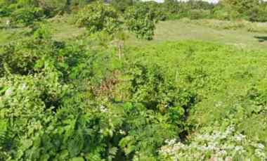 Dijual Tanah 1,1 Hektar jl Pantai Siyut Gianyar Bali