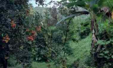 Dijual Cepat Tanah Banjar Dinas Suci Tejakula Buleleng Bali