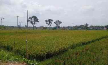 Jual Sawah 2135 m2 - dekat Pertamina Simpang Tiga Bawan, Juwiring