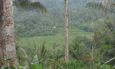 Dijual Lahan Perkebunan dengan View Sawah dan Sungai Limuas 115 are