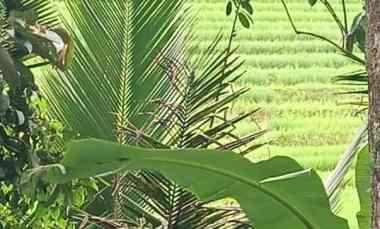 Tanah Dijual di Belimbing, Tabanan, Bali