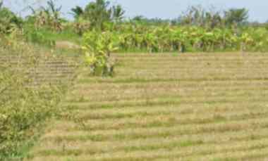 Tanah Zona Kuning View Sawah Terasering dekat Pantai Pasut Bali