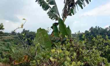 Kebun Jeruk Siam Murah Produktif dekat Wisata Bukit Jengkoang