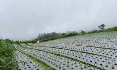 Tanah Strategis dekat Candi Cetho Karanganyar, Jawa Tengah