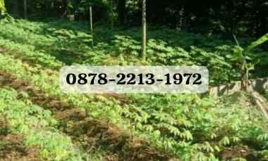 Tanah Bagus untuk Perumahan dekat ke Kampus Ipb University