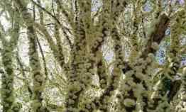 Jual Cepat Kebun Anggur Brazil di Lembang Bandung Barat. Menarik