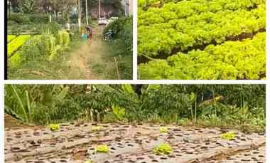 Jual Murahhh Tanah Kebun Sebelah Setiabudi Regency Cocok Villa