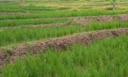 Dijual Cepat Tanah Sawah Air Irigasi Subur Siap Kelola Purwakarta