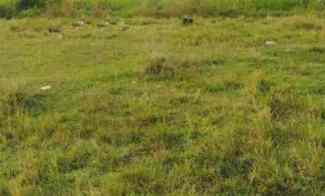 Kavling HOOK Termurah di Bukit Palma Citraland, Surabaya Barat