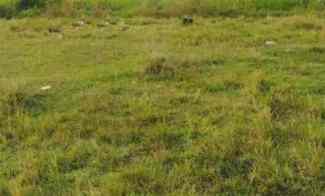 Termurah Kavling 6 juta Per meter di Citraland Bukit Palma, Surabaya