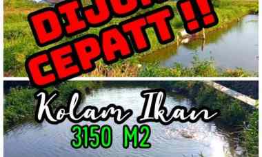 Dijual Kolam Ikan 3150m2 DiJanti Polanharjo Klaten 750 jt