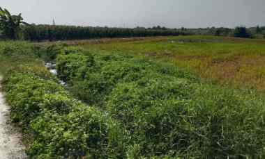 dijual tanah dengan view sawah dan pegunungan