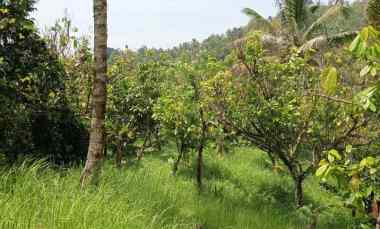 Tanah Dijual di Desa angkah, kec selemadeg barat Tabanan bali