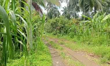 Dijual Tanah Perkebunan Durian Los Sungai Murah Tempat Strategis