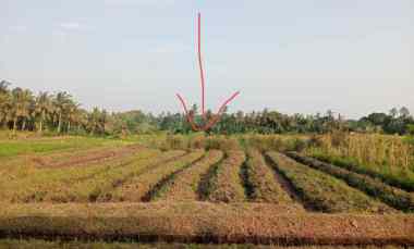 Dijual Tanah Sawah dekat Pantai Soka Murah Tempat Strategis