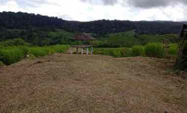 dijual tanah desa belimbing kec pupuan