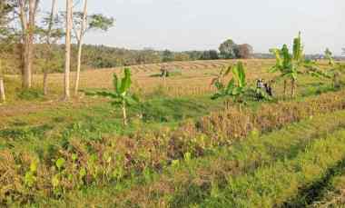 Dijual Tanah Kontur Datar Cocok untuk Sektor Pariwisata
