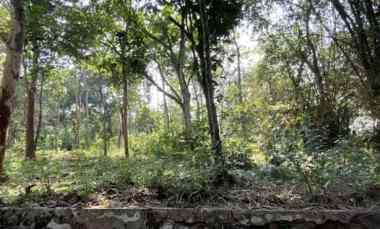 Dijual Tanah Kebun di Subang Akses Mudah 15 menit ke Pintu Tol