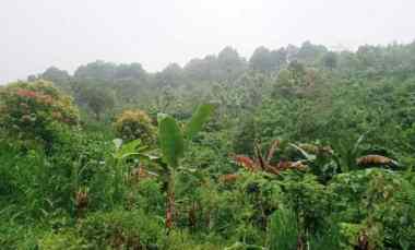 Tanah Dijual di Desa Galungan, Munduk Masem, Kec. Sawan, Kab. Buleleng, Singaraja, Bali 81114