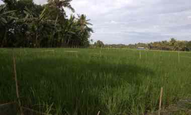 Tanah Dijual di Desa Karangbendo, Kec. Rogojampi