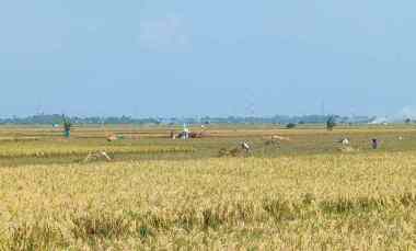 Dijual Tanah Sawah yang Super Produktif 5,5 Hektar di Karawang